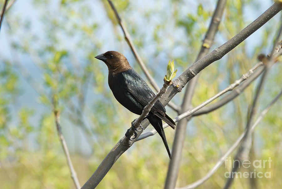 Black-Headed Crow Bird Photograph by Andrea Kollo