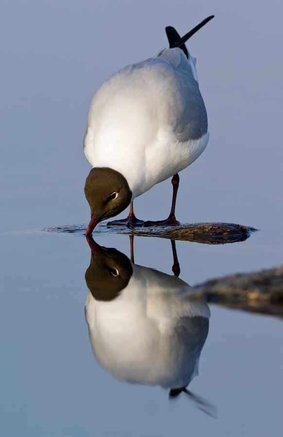 Black-headed Gull Drinking Photograph by Duncan Shaw/science Photo Library