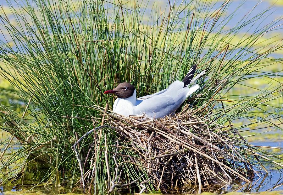 Black-headed Gull Nesting Photograph by John Devries/science Photo Library