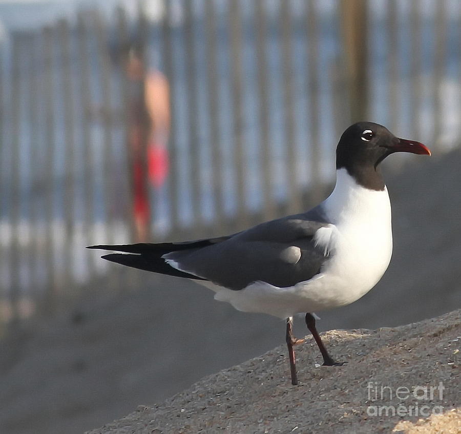 Seagull Photograph - Black-Headed Gull Posing on the Dune by Cathy Lindsey