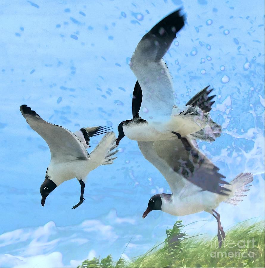 Seagull Photograph - Black-headed Gulls in Flight by Cathy Lindsey