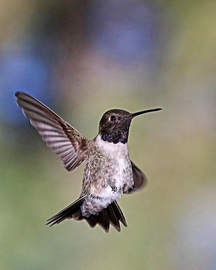 Black Headed Hummingbird Photograph By Todd Roach Fine Art America