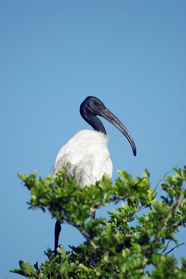 Black-headed Ibis by Science Photo Library