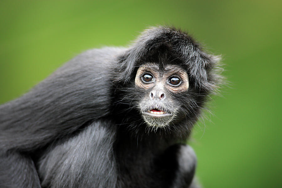 Black-headed Spider Monkey Photograph by Tier Und Naturfotografie J Und C Sohns
