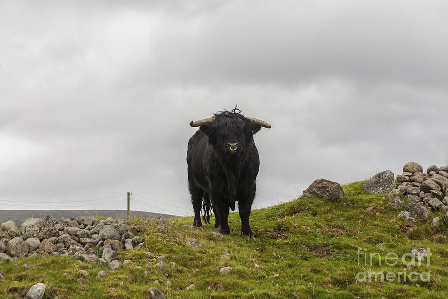 Black Highland Bull Photograph by Diane Macdonald
