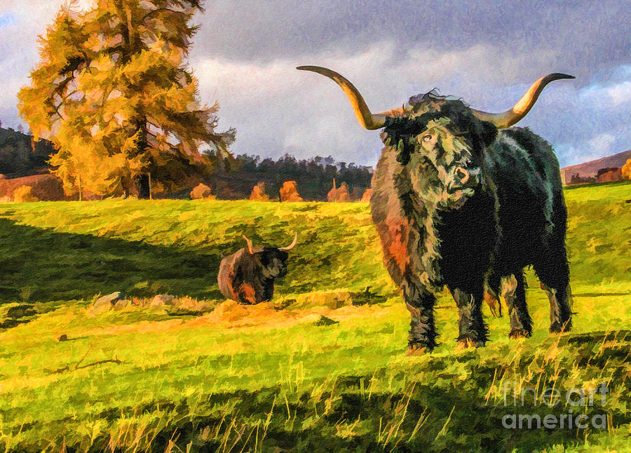 Black Highland Bulls Digital Art by Liz Leyden