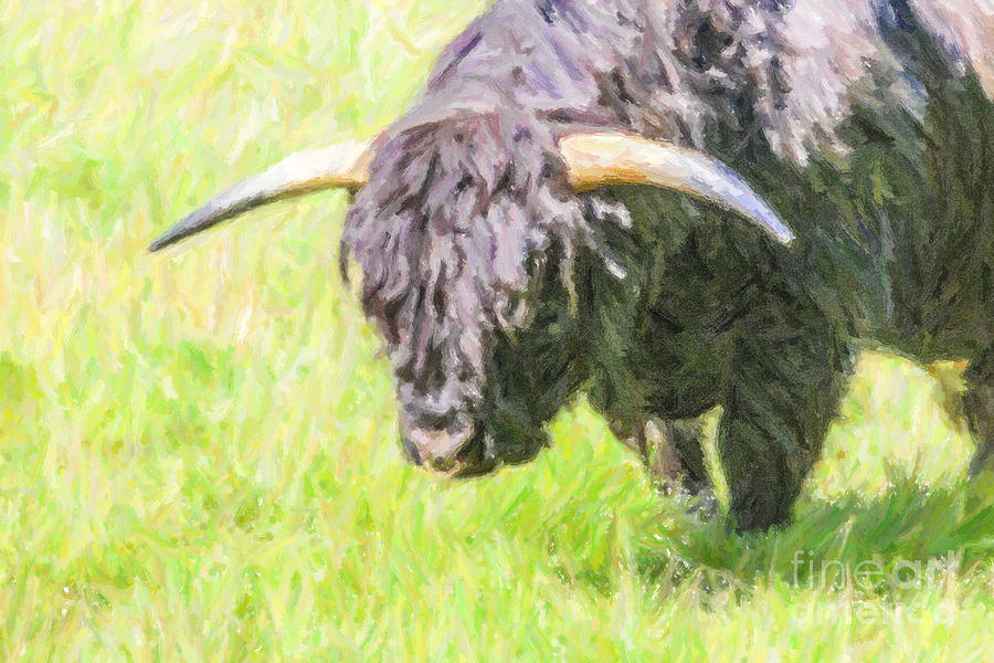 Black Highland cattle Bull Digital Art by Liz Leyden