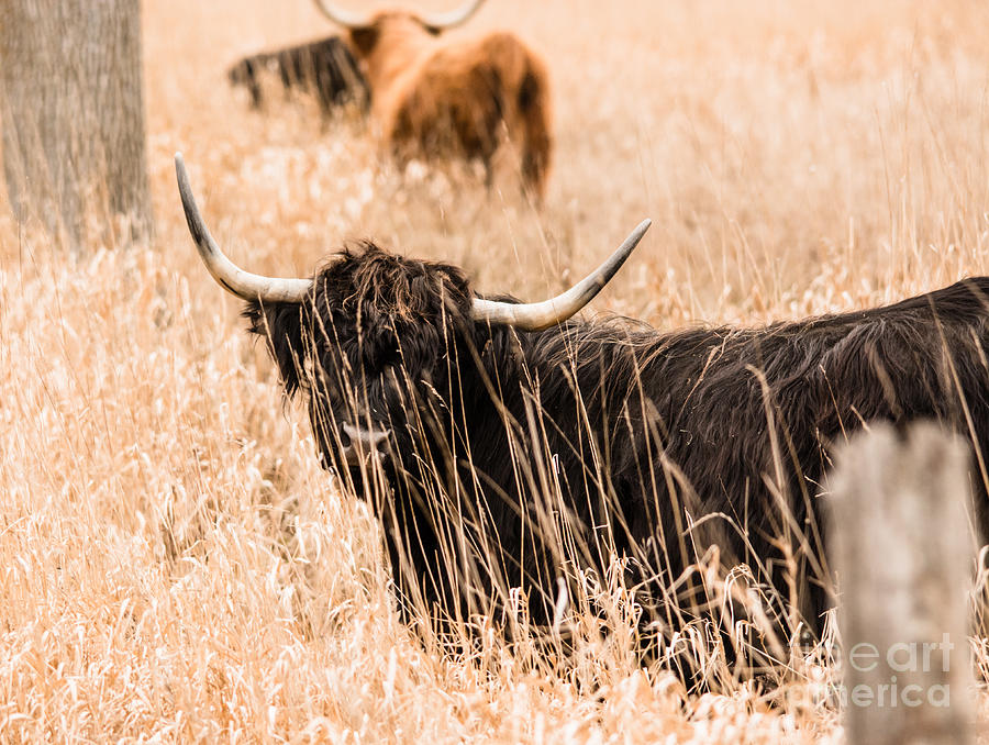 Black Highland Cow Photograph by Cheryl Baxter