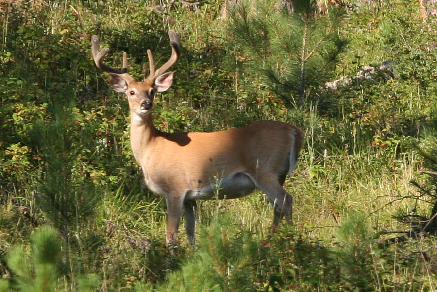 Black Hills Whitetail Photograph by Bob Bahlmann - Fine Art America