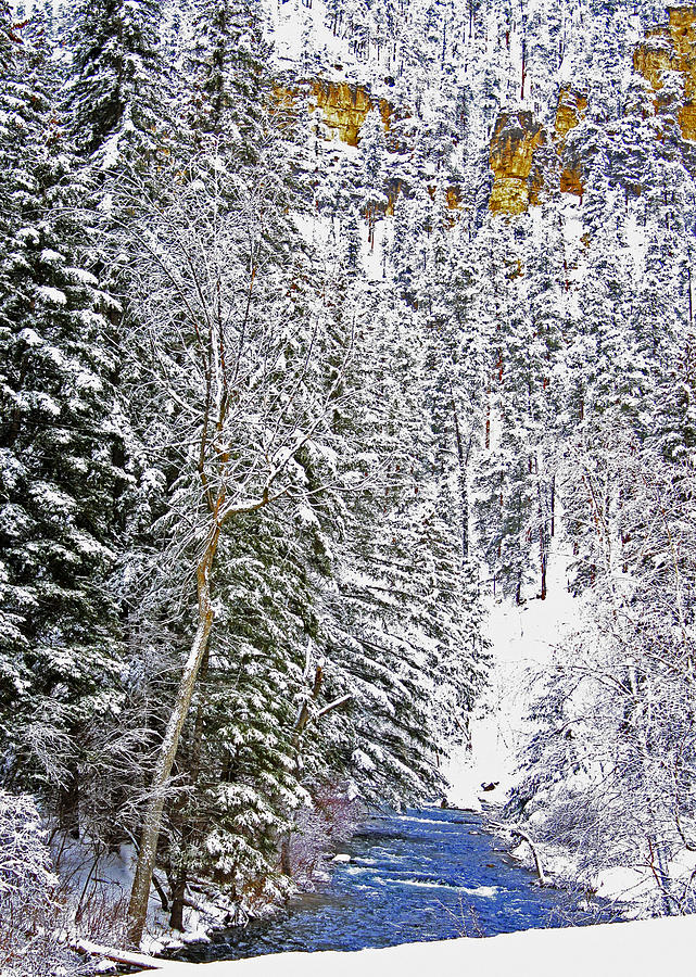 Black Hills Winter Photograph by Richard Stedman