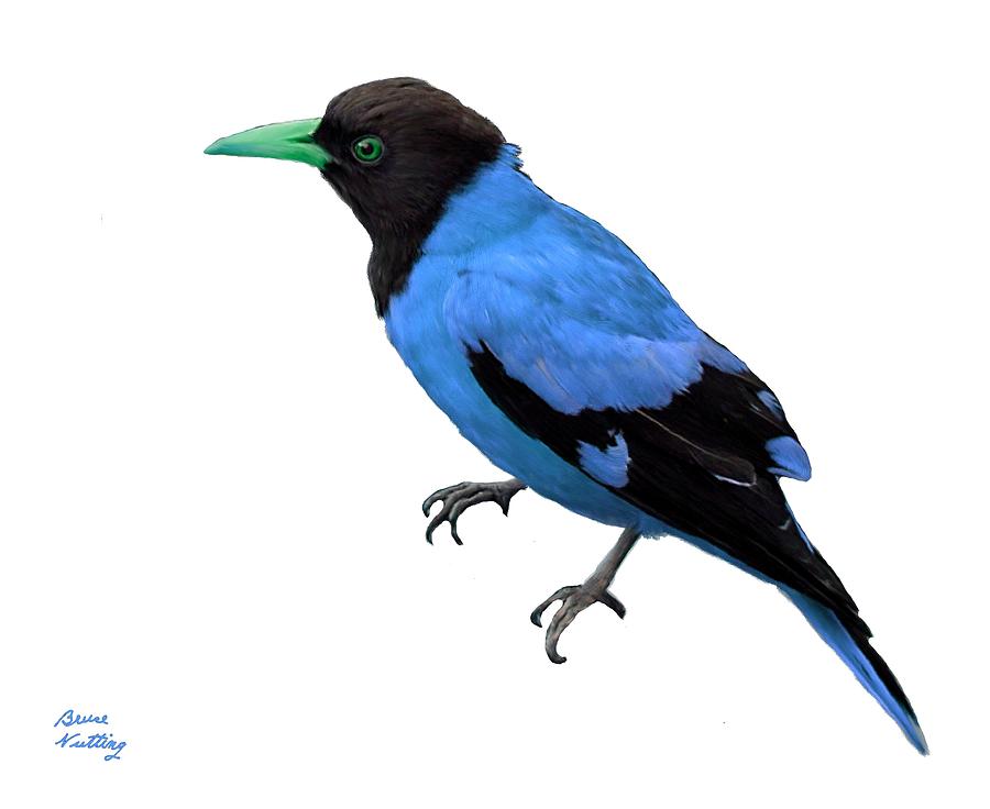 Black Hooded Blue Oriole Painting by Bruce Nutting