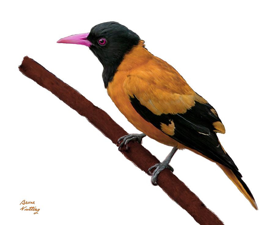 Black Hooded Orange Oriole Painting by Bruce Nutting