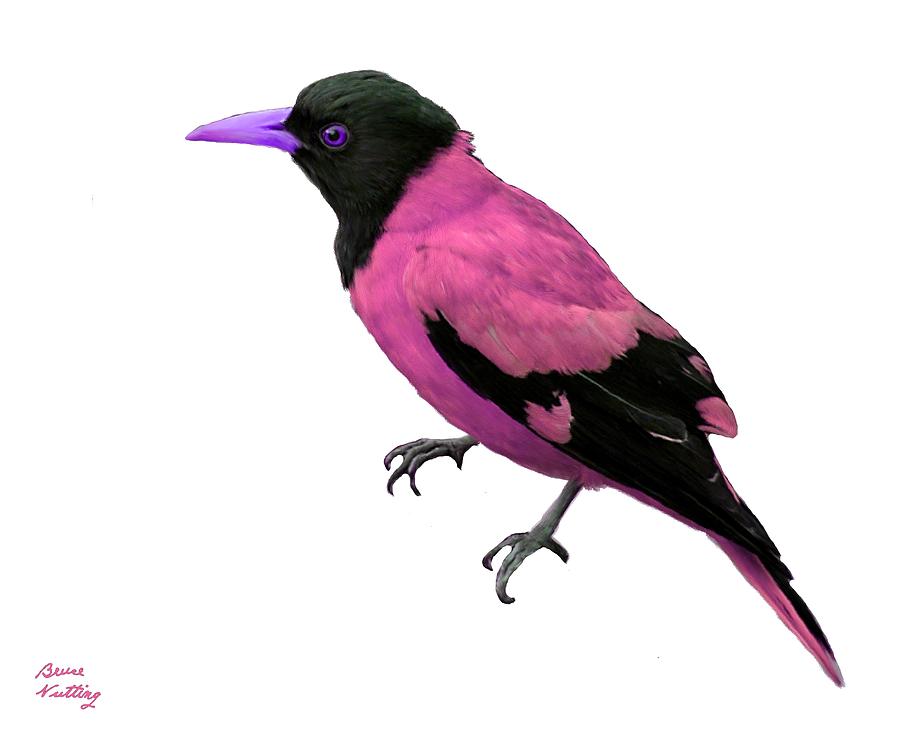 Black Hooded Pink Oriole Painting