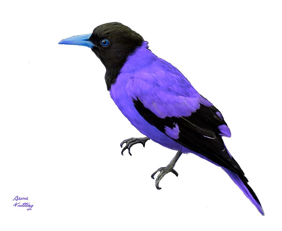 Black Hooded Purple Violet Painting by Bruce Nutting