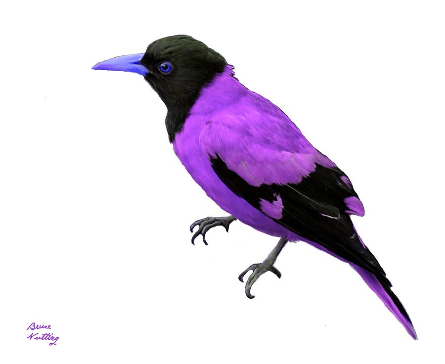 Black Hooded Violet Oriole Painting by Bruce Nutting