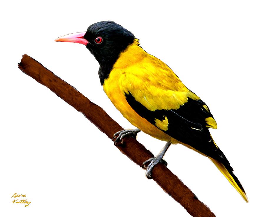 Black Hooded Yellow Oriole Painting by Bruce Nutting