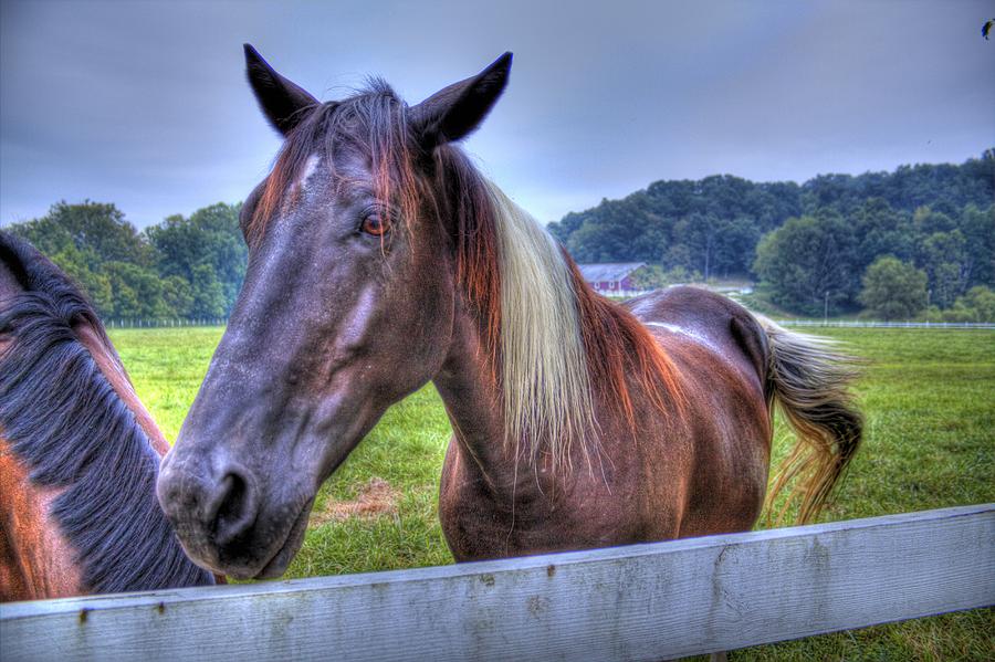 Black horse at a fence Photograph by Jonny D