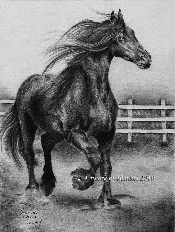 black stallion drawing