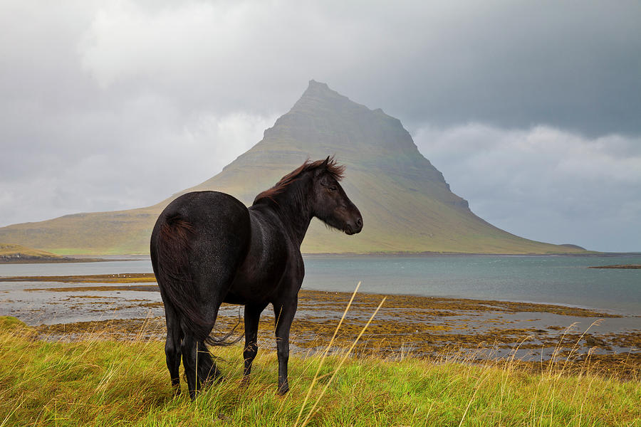 Black Horse In Iceland Photograph by Horstgerlach