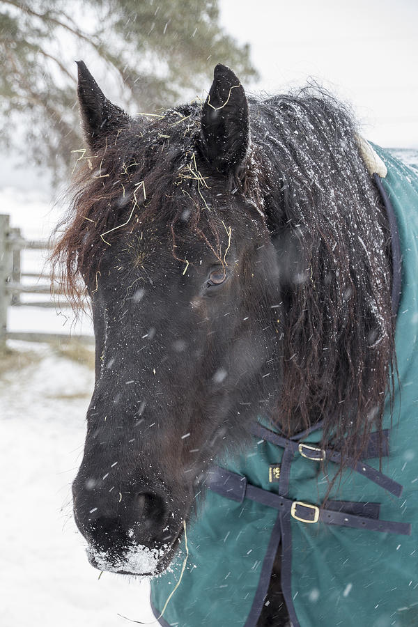 Black Horse in Snow Photograph by Joann Long