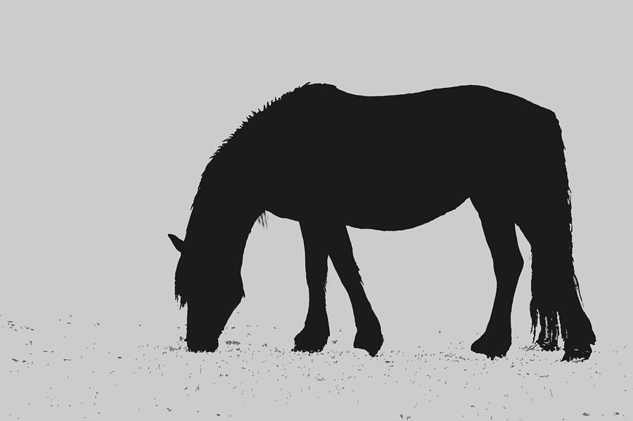 Black Horse Digital Art by Karon Melillo DeVega