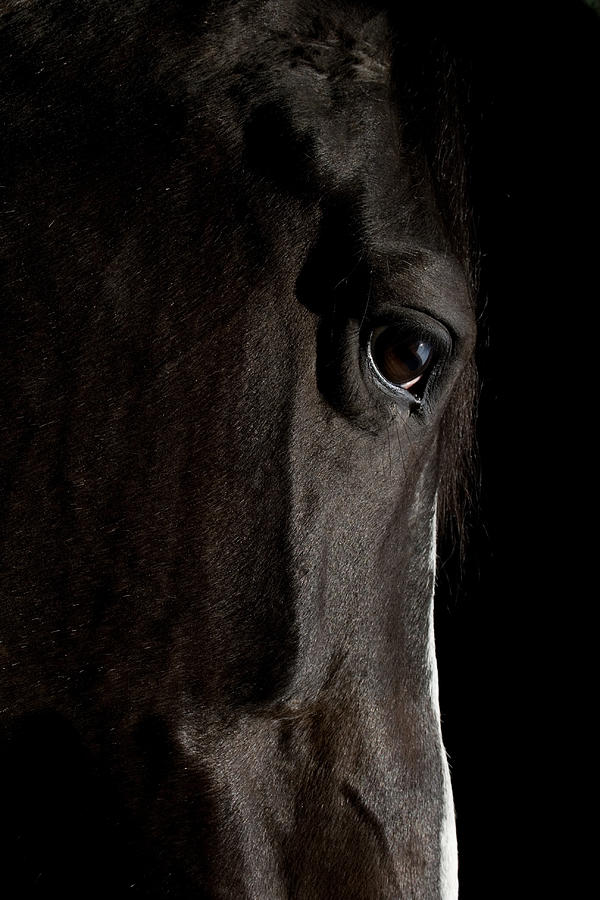 Black Horse Photograph by Kerkla