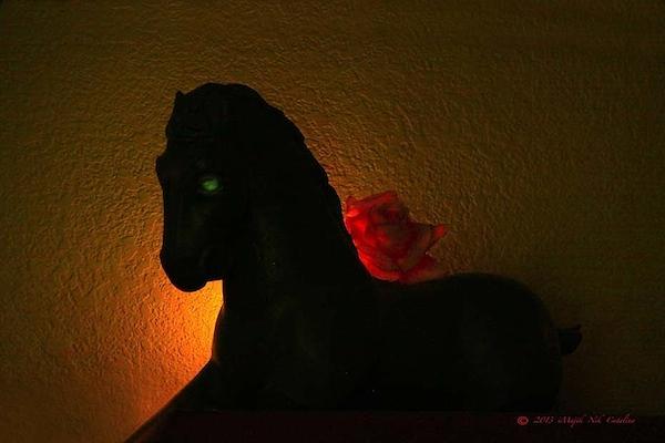 Horse Photograph - Black Horse Red Rose by Nik Catalina