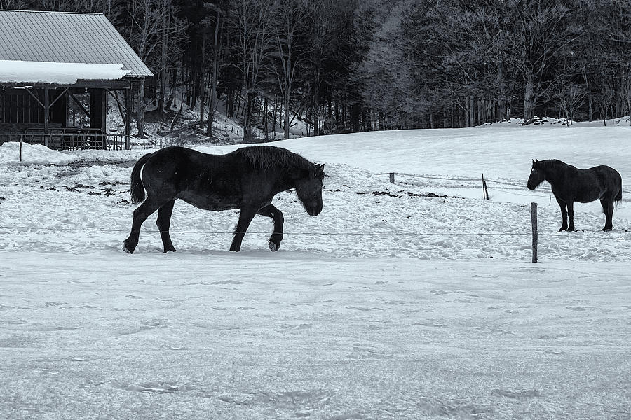 Black Horses and Snow Photograph by Tom Singleton