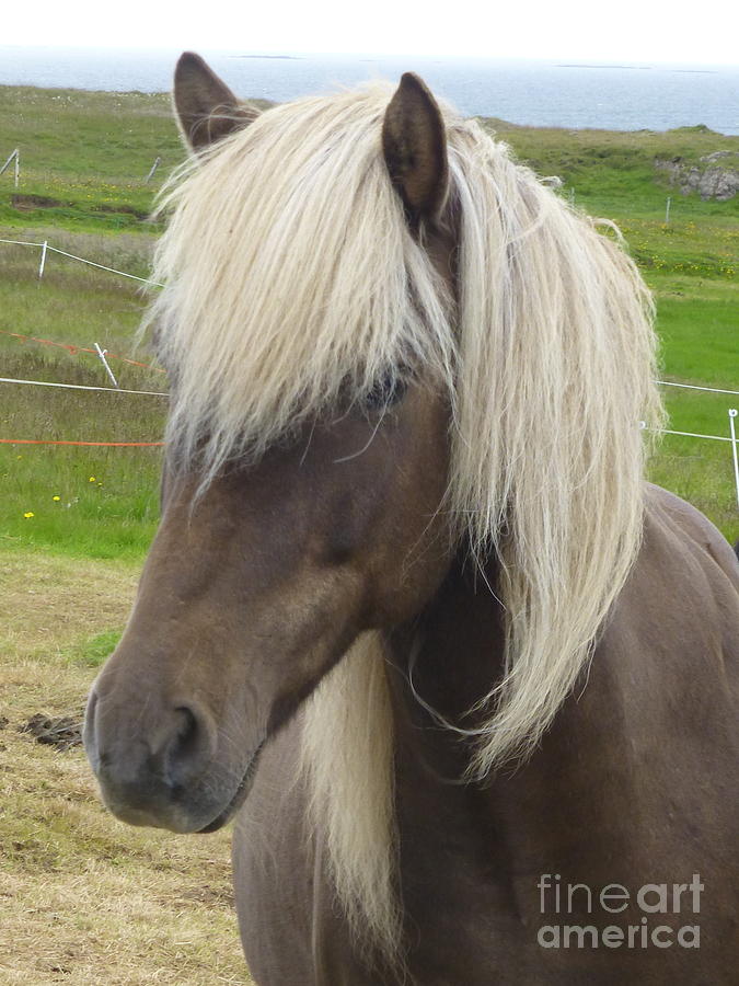 Black Icelandic Horse II Photograph by Maxine Kamin