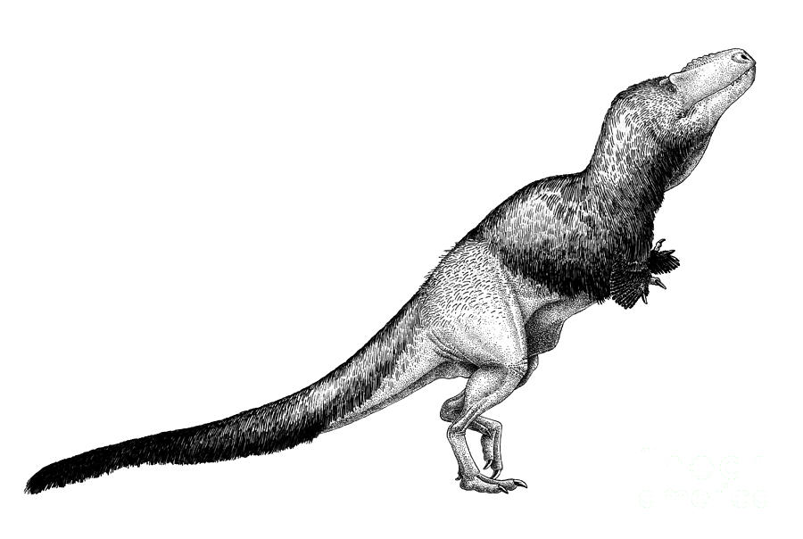 Black Ink Drawing Of Daspletosaurus Digital Art