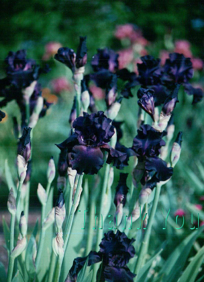 Flower Photograph - Black Iris and a reminder to utter the words Thank You. by Raenell Ochampaugh