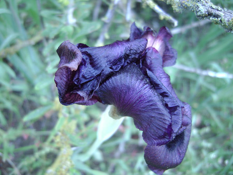 Black Iris Closeup Photograph by Moshe Harboun