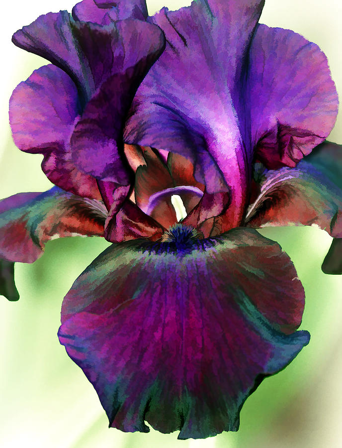 Nature Photograph - Black Iris by Marcia Colelli