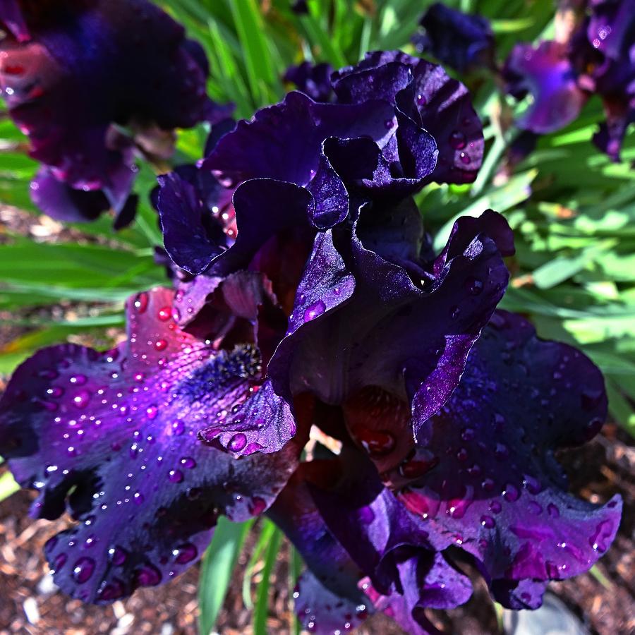 Black Iris Photograph by Nick Kloepping