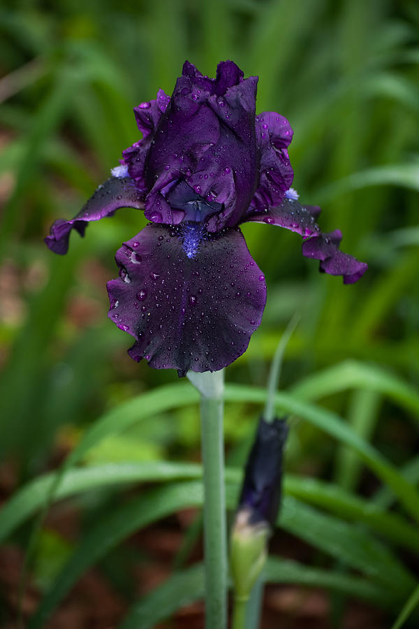 Black Iris Photograph by Penny Lisowski