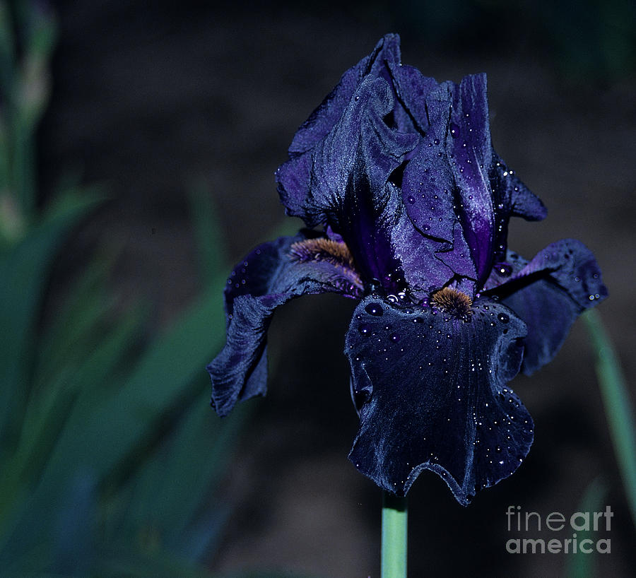 Black Iris Photograph by Sharon Elliott