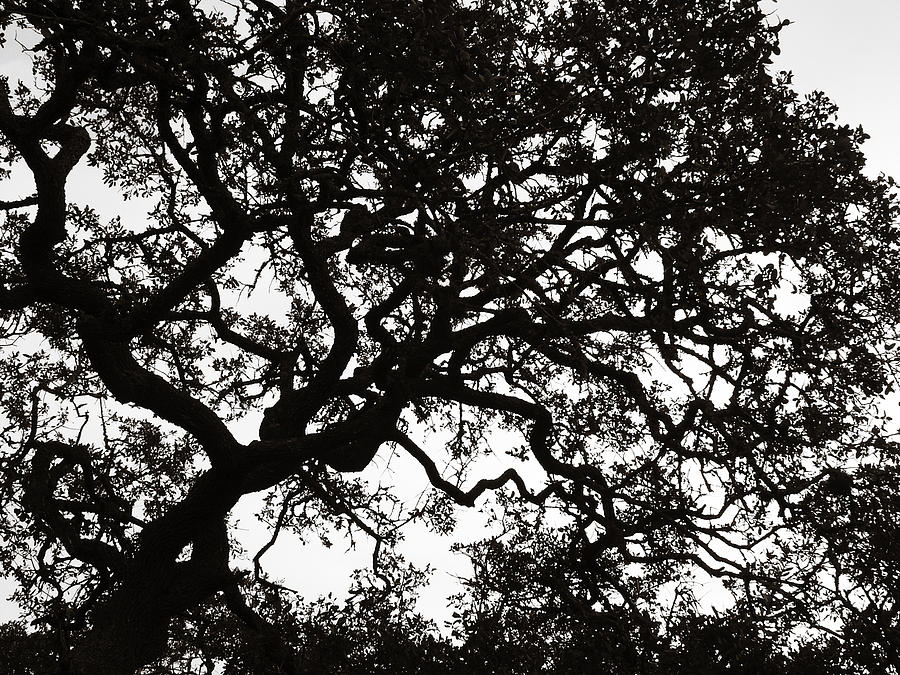 Tree Photograph - Black Jack Oak Tree by Marilyn Hunt