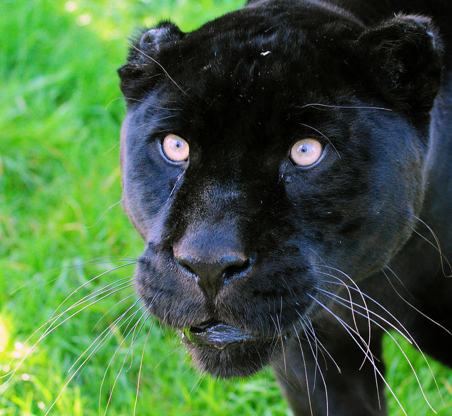 Black Jag Photograph By Joanne Grace - Fine Art America