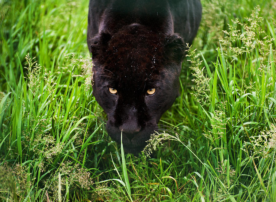 Wildlife Photograph - Black jaguar by Matthew Gibson