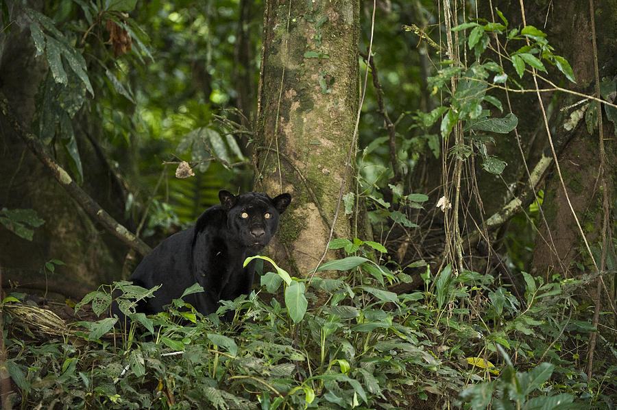 Black Jaguar Yasuni Np Ecuador Photograph by Pete  Oxford