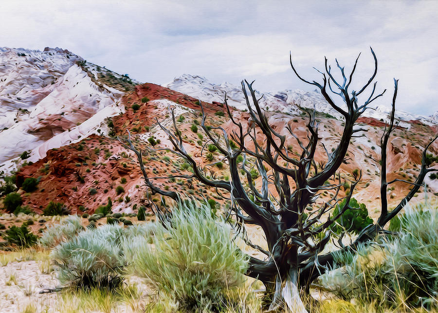 Desert Photograph - Black Juniper by Kathleen Bishop