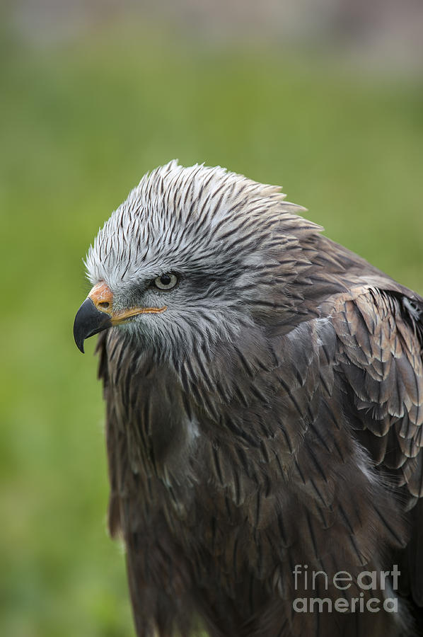 Black kite 1 Photograph by Arterra Picture Library