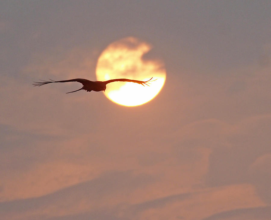 Bird Photograph - Black Kite at Sunset by Martin Williams