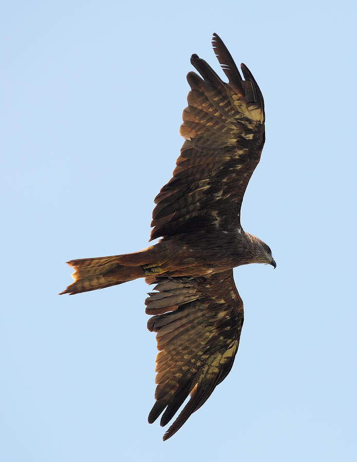 Black kite in flight from below Photograph by Paul Cowan