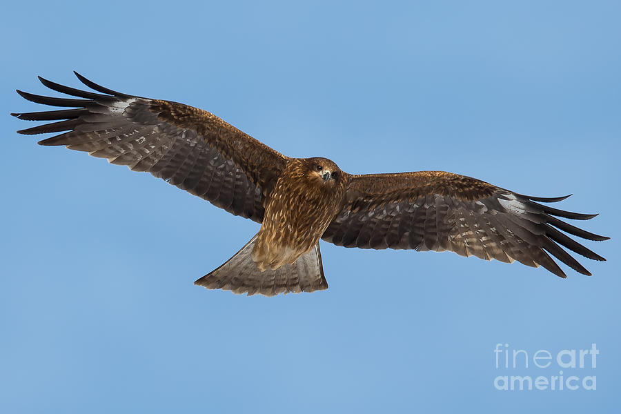 Black Kite In Flight Photograph by Natural Focal Point Photography