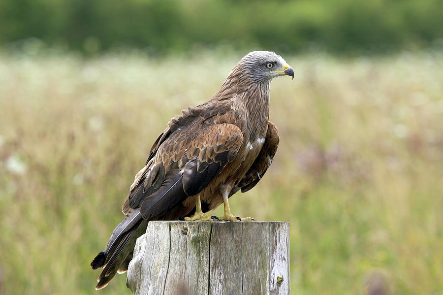 Summer Photograph - Black Kite by John Devries/science Photo Library