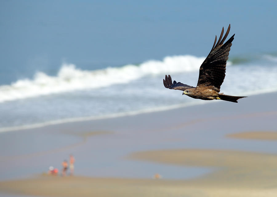 Black kite over Varkala beach Photograph by Paul Cowan