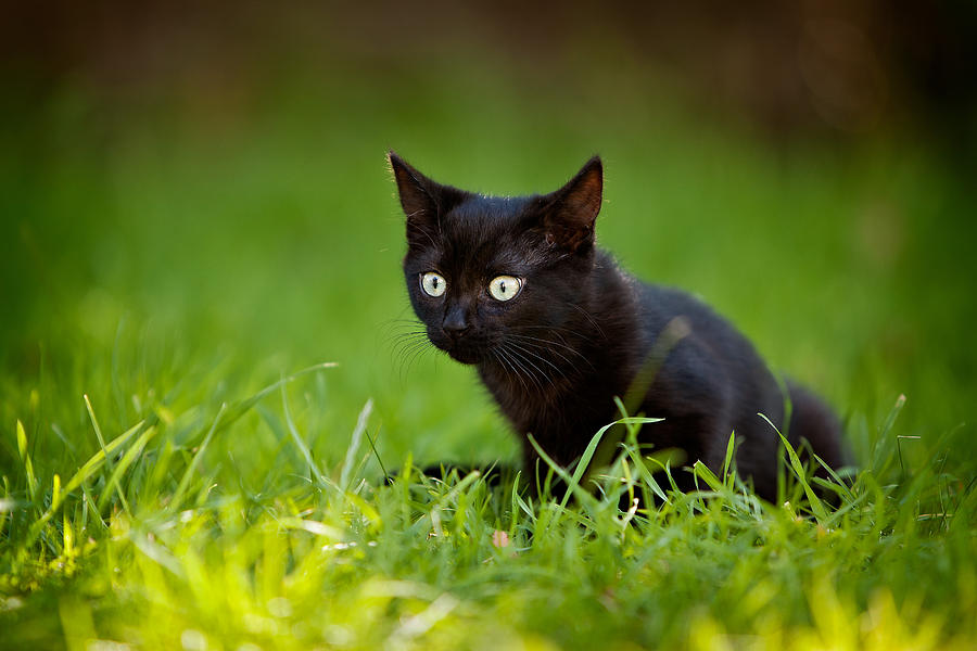 Black Kitten Photograph by Ian Good