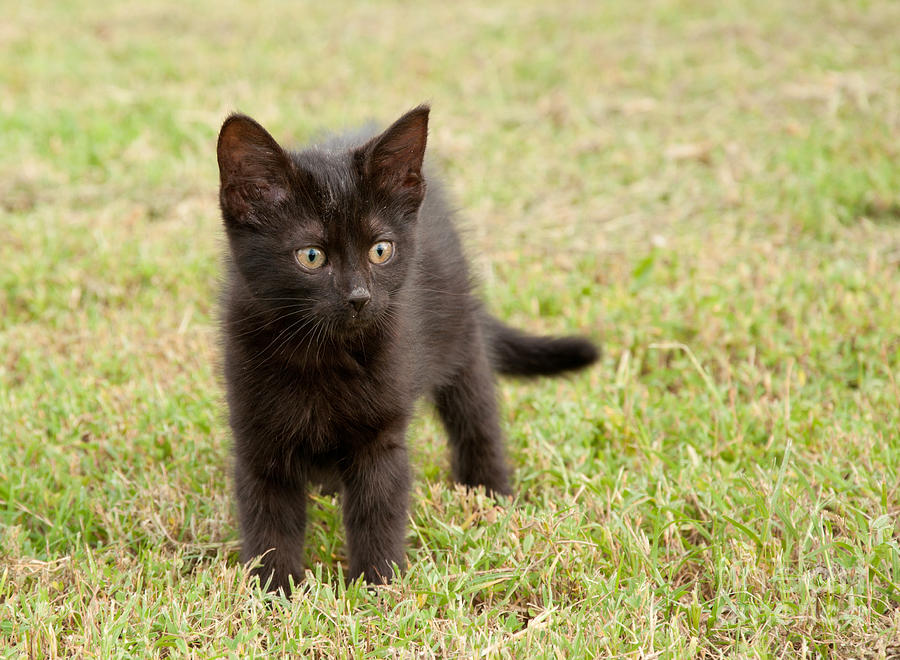 Black Kitten in Grass Photograph by Sari ONeal