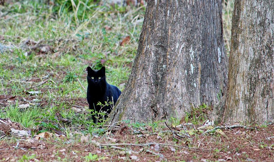 Black Kitty Photograph by Cynthia Guinn
